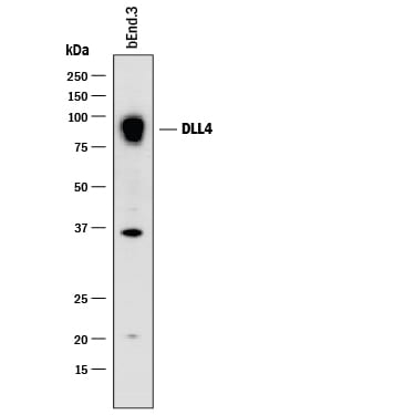 Detection of Mouse DLL4 antibody by Western Blot.