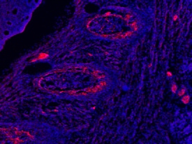 DMP‑1 antibody in Embryonic Mouse Rib by Immunohistochemistry (IHC-Fr).