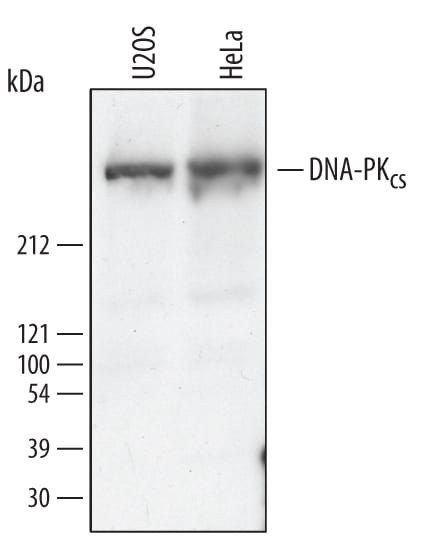 Detection of Human DNA-PKcs antibody by Western Blot.