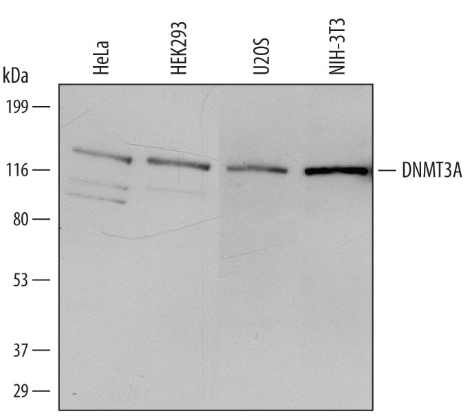 Detection of Human and Mouse DNMT3A antibody by Western Blot.