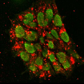 DNMT3B antibody in BG01V Human Embryonic Stem Cells by Immunocytochemistry (ICC).