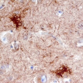 DOCK3 antibody in Human Brain by Immunohistochemistry (IHC-P).