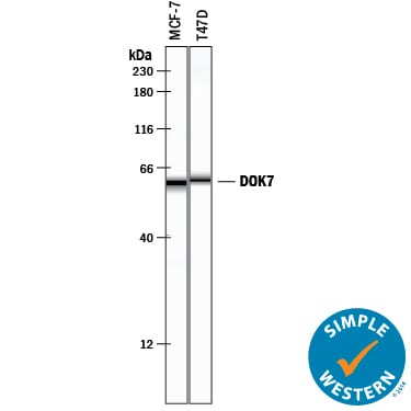 Detection of Human DOK7 antibody by Simple WesternTM.