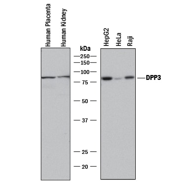 Detection of Human DPP3 antibody by Western Blot.
