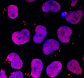 DPPA4 antibody in Human iPSK3 cells by Immunocytochemistry (ICC).