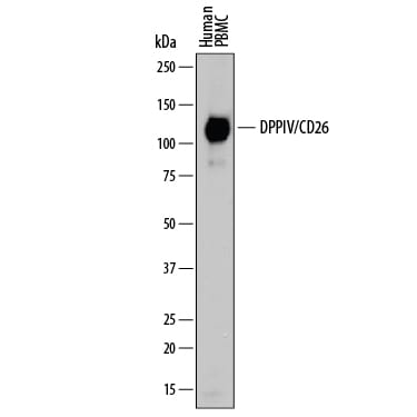 Detection of Human DPPIV/CD26 antibody by Western Blot.