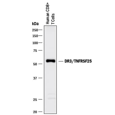 Detection of Human DR3/TNFRSF25 antibody by Western Blot.