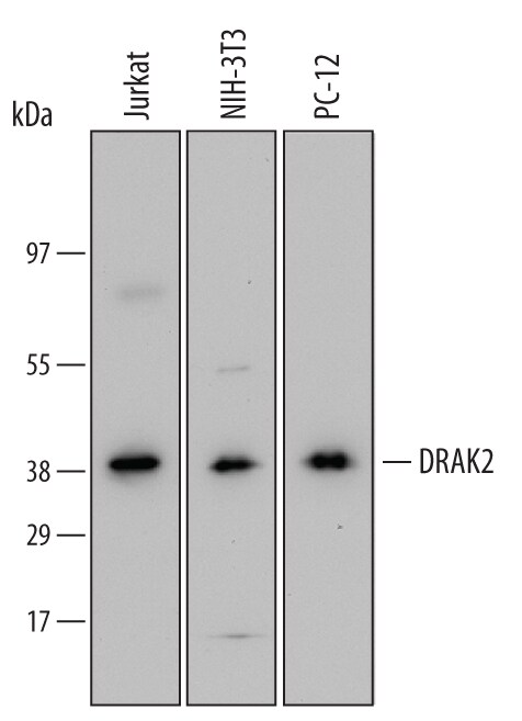 Detection of Human, Mouse, and Rat DRAK2 antibody by Western Blot.