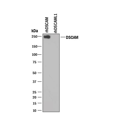 Detection of Recombinant Human DSCAM antibody by Western Blot.