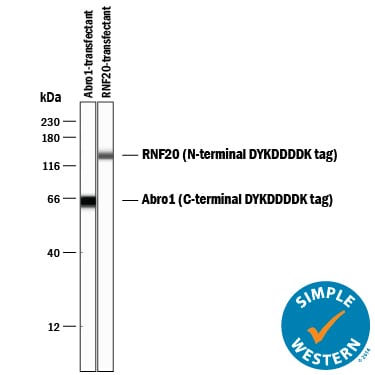 Detection of DYKDDDDK (FLAG®) Epitope Tag antibody by Simple WesternTM.