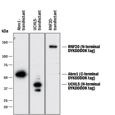 Detection of DYKDDDDK (FLAG®) Epitope Tag antibody by Western Blot.