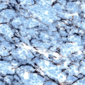 DcTRAIL R1/TNFRSF23 antibody in Mouse Thymus by Immunohistochemistry (IHC-Fr).