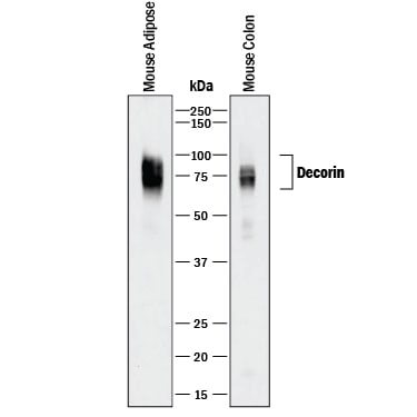 Detection of Mouse Decorin antibody by Western Blot.