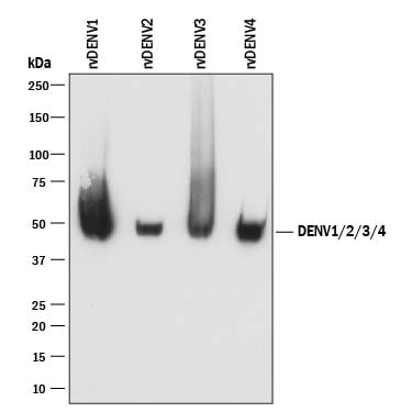 Detection of Dengue Virus NS1 antibody by Western Blot.
