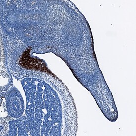 Desmocollin-3 antibody in Mouse Embryo by Immunohistochemistry (IHC-Fr).
