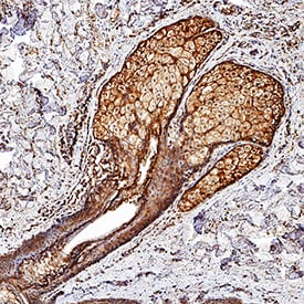 Desmocollin-1 antibody in Mouse Skin by Immunohistochemistry (IHC-Fr).