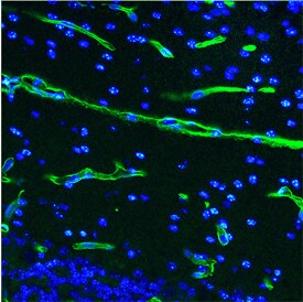 Digoxigenin antibody in Mouse Brain by Immunohistochemistry (IHC-Fr).