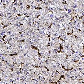 Digoxigenin antibody in Human Liver by Immunohistochemistry (IHC-P).