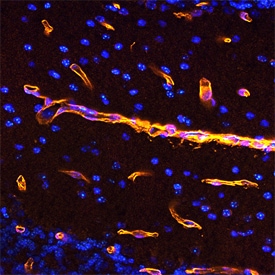 Digoxigenin antibody in Mouse Brain by Immunohistochemistry (IHC-Fr).