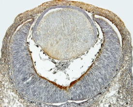 Dkk‑1 antibody in Mouse Embryo by Immunohistochemistry (IHC-Fr).