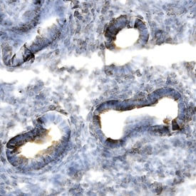 Dkk‑1 antibody in Mouse Embryo by Immunohistochemistry (IHC-Fr).