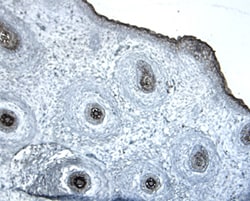 Dkk‑2 antibody in Mouse Embryo by Immunohistochemistry (IHC-Fr).
