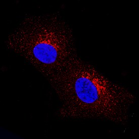 Dkk-2 antibody in SH-SY5Y Human Cell Line by Immunocytochemistry (ICC).