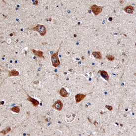 Doc2a antibody in Human Brain by Immunohistochemistry (IHC-P).