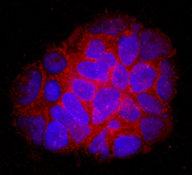 Dopa Decarboxylase/DDC antibody in IMR-32 Human Cell Line by Immunocytochemistry (ICC).