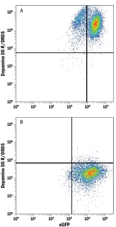 Detection of Dopamine D5 R/DRD5 antibody in HEK293 Human Cell Line Transfected with Human Dopamine D5 R/DRD5 and eGFP antibody by Flow Cytometry.