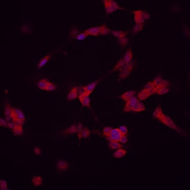 Draxin antibody in SH-SY5Y Human Cell Line by Immunocytochemistry (ICC).