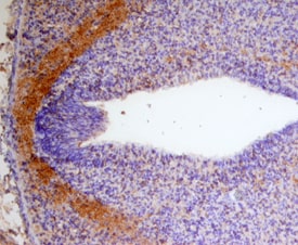 Draxin antibody in Mouse Embryo by Immunohistochemistry (IHC-Fr).