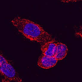Drebrin 1 antibody in HeLa Human Cell Line by Immunocytochemistry (ICC).