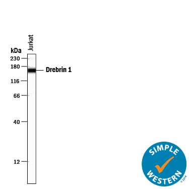 Detection of Human Drebrin 1 antibody by Simple WesternTM.