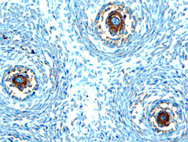 Tyro3/Dtk antibody in Mouse Embryo by Immunohistochemistry (IHC-Fr).