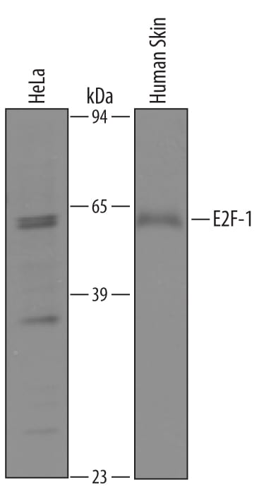 Detection of Human E2F‑1 antibody by Western Blot.