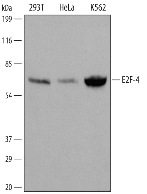 Detection of Human E2F‑4 antibody by Western Blot.
