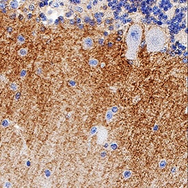 EAAT1/GLAST-1 antibody in Human Brain Tissue by Immunohistochemistry (IHC-P).