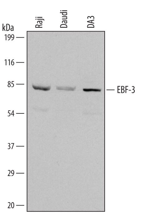 Detection of Human/Mouse EBF‑3 antibody by Western Blot.