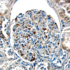 ECE‑1 antibody in Human Kidney by Immunohistochemistry (IHC-P).