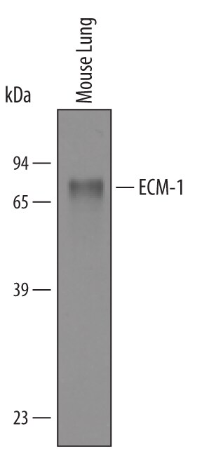 Detection of Mouse ECM‑1 antibody by Western Blot.
