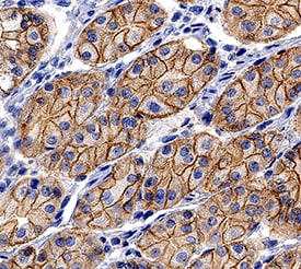E-Cadherin antibody in Human Stomach by Immunohistochemistry (IHC-P).