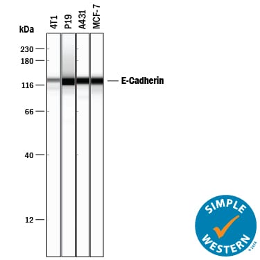 Detection of Human and Mouse E-Cadherin antibody by Simple WesternTM.