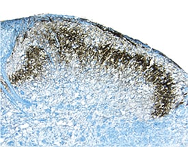 E-Cadherin antibody in Mouse Spinal Cord by Immunohistochemistry (IHC-Fr).