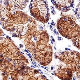 E-Cadherin antibody in Human Stomach by Immunohistochemistry (IHC-P).