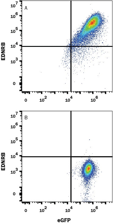 Detection of EDNRB antibody in HEK293 Human Cell Line Transfected with Human EDNRB and eGFP antibody by Flow Cytometry.