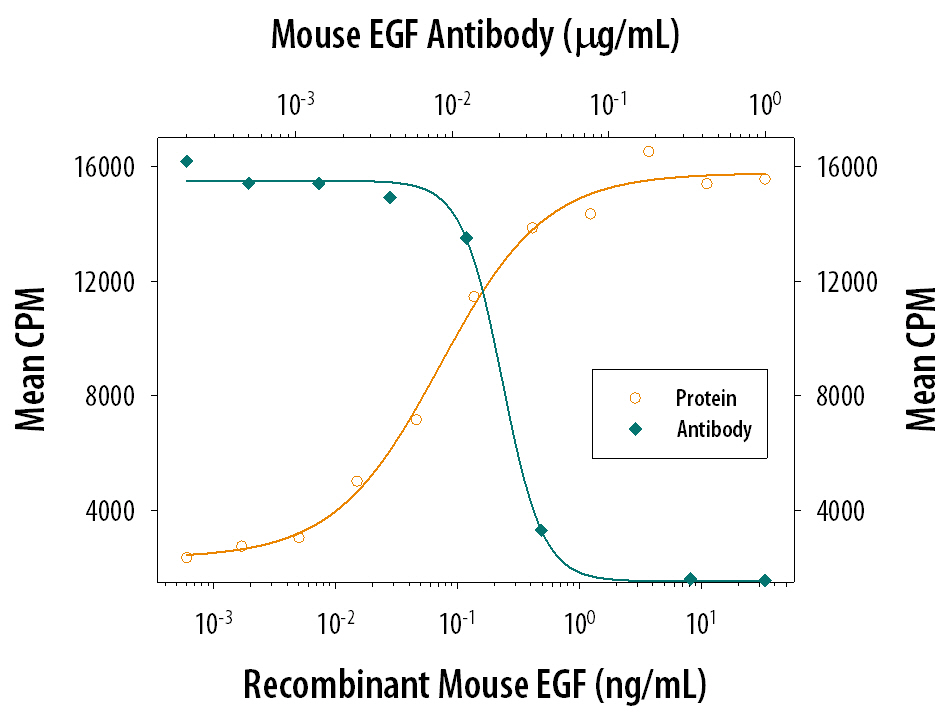 Cell Proliferation Induced by EGF and Neutralization by Mouse EGF Antibody.