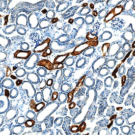 EGF antibody in Mouse Kidney by Immunohistochemistry (IHC-Fr).