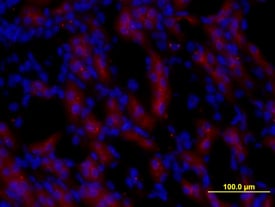 Pro EGF antibody in Mouse Kidney by Immunohistochemistry (IHC-Fr).