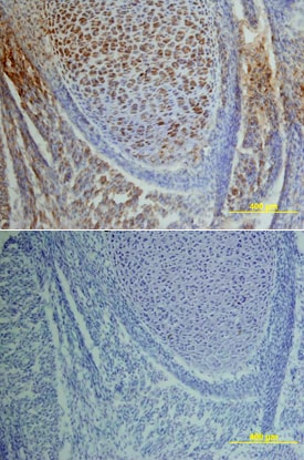Phospho-EGFR (Y1173) antibody in Mouse Embryo by Immunohistochemistry (IHC-Fr).